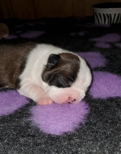 Stimpy