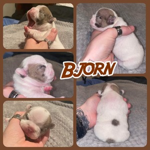 Bjorn