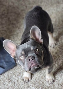 Lilac Male