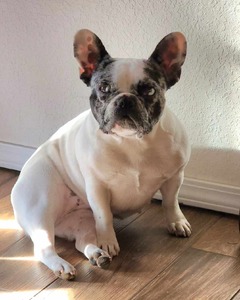 Lady