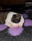 Stimpy