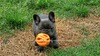Wilma