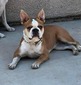 Light Fawn Female