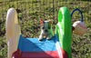 Boston Rob
