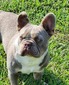 Tyson
