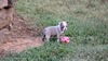 Tilly